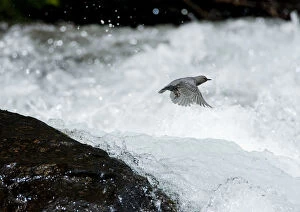 Action Gallery: American Dipper (Cinclus mexicanus) in flight over white water rapids. Lee Vining Creek