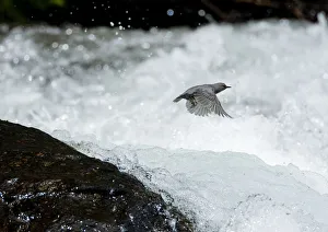 Songbirds Prints: American Dipper (Cinclus mexicanus) in flight over white water rapids. Lee Vining Creek