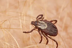 Arachnid Gallery: American dog tick (Dermacentor variabilis) adult female, PA, Morris Arboretum, Philadelphia