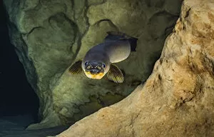 American eel (Anguilla rostrata) in a spring-fed cave, Florida, USA
