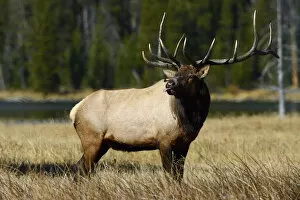 Staffan Widstrand Gallery: American elk (Cervus elaphus canadensis) stag sticking tongue out, Yellowstone National Park