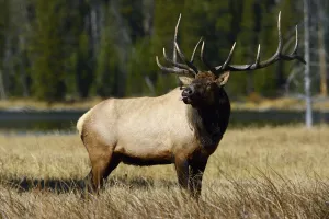 Sticking Out Tongue Prints: American elk (Cervus elaphus canadensis) stag sticking tongue out