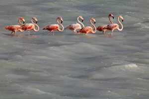 Images Dated 20th August 2009: American Flamingo (Phoenicopterus ruber), Ria Lagartos Biosphere Reserve, Yucatan Peninsula