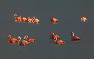 Images Dated 22nd August 2009: American Flamingo (Phoenicopterus ruber), Ria Lagartos Biosphere Reserve, Yucatan Peninsula