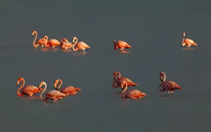 Images Dated 22nd August 2009: American Flamingo (Phoenicopterus ruber), Ria Lagartos Biosphere Reserve, Yucatan Peninsula