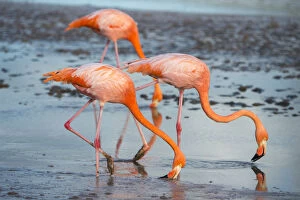 2018 January Highlights Gallery: American flamingo (Phoenicopterus ruber) pair in courtship, group of three feeding