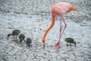 American flamingo (Phoenicopterus ruber) feeding in saline lagoon