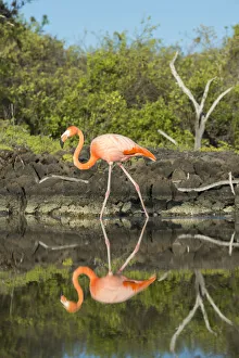 Phoenicopterus Ruber Ruber Prints: American flamingo (Phoenicopterus ruber) at edge of water, Borrero Bay, Santa Cruz Island