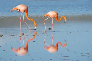 American flamingo (Phoenicopterus ruber) two feeding on the shore, Punta Cormorant