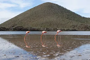 Flamingos Prints: American flamingo (Phoenicopterus ruber) feeding in water with hill in background