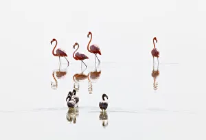 American Flamingo (Phoenicopterus ruber) juveniles following adults, Ria Lagartos Biosphere Reserve
