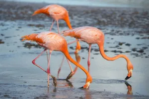 American flamingo (Phoenicopterus ruber) pair in courtship, group of three feeding
