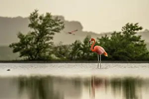 Phoenicopterus Ruber Ruber Prints: American flamingo (Phoenicopterus ruber) standing in shallow water with another in flight in the background