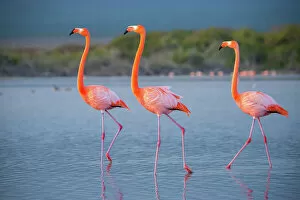 American flamingos (Phoenicopterus ruber) wading through salt pond, Quinta Playa, Isabela Island, Galapagos Islands