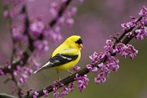 Yellow Gallery: American goldfinch (Carduelis tristis) male in breeding plumage, perched in Eastern