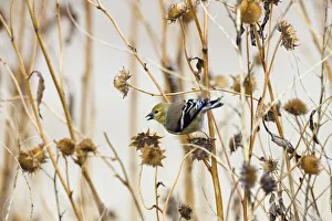 Songbirds Prints: American Goldfinch (Carduelis tristis) female feeding on flower seeds, Bosque del Apache
