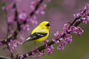 American goldfinch (Carduelis tristis) male in breeding plumage, perched in Eastern
