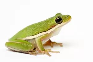 Amphibian Gallery: American green tree frog {Hyla cinerea}