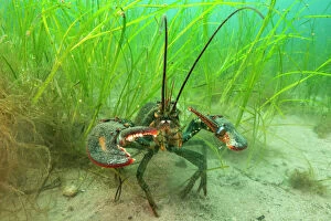 Monocot Gallery: American lobster (Homarus americana) in eelgrass (Zostera marina). Nova Scotia, Canada