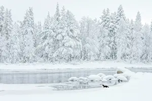 Competition Winner Prints: American mink (Mustela vison) standing at edge of lake in snowy landscape with snow-covered forest behind