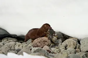 Alien Species Prints: American mink (Neogale vison) carrying Shorthorn sculpin (Myoxocephalus scorpius) prey in mouth