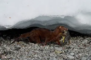 Alien Species Prints: American mink (Neogale vison) carrying Shorthorn sculpin (Myoxocephalus scorpius) prey in mouth
