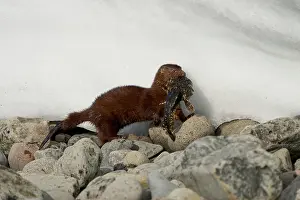 Alien Species Prints: American mink (Neogale vison) carrying Shorthorn sculpin (Myoxocephalus scorpius) prey in mouth