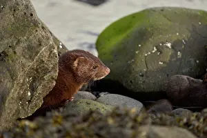 Alien Species Prints: American mink (Neogale vison) resting among rocks along the shore
