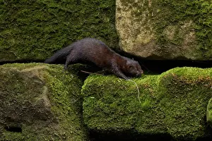 Greater Manchester Prints: American mink (Neovison vison) climbing over stones along riverbank