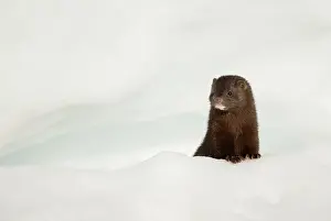 Alien Species Prints: American mink (Neovison vison) on the look out in snow, Hornstrandir, Iceland. March