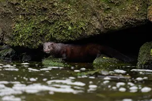 Cautious Prints: American mink (Neovison vison) peering out from under a boulder along riverbank