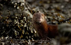 Alien Species Prints: American mink (Neovison vison) among seaweed covered rocks, Hornstrandir, Iceland. March