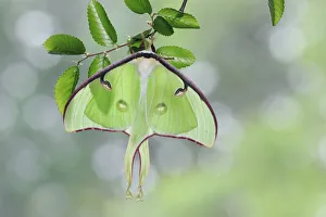 Moths Prints: American moon / Luna Moth (Actias luna) resting on Cedar Elm (Ulmus crassifolia)