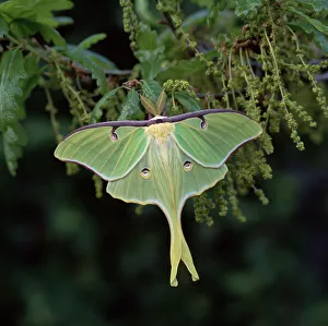Images Dated 14th June 2010: American moon moth (Actias luna) male, North America