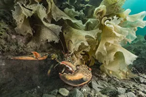 Images Dated 27th July 2017: American / Northern lobster (Homarus americanus) partially hidden under seaweed, Nova Scotia