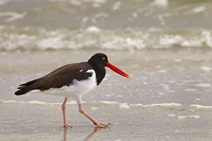 American Pied Oystercatcher Gallery: American oystercatcher (Haematopus palliatus) feeding, Fort Myers Beach, Gulf Coast