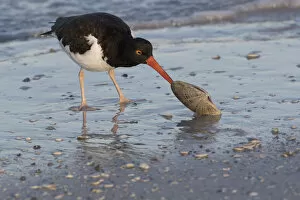 2018 March Highlights Gallery: American oystercatcher (Haematopus palliatus) feeding on Calico Clam, shortly after dawn