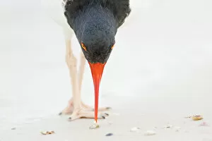 Images Dated 25th March 2015: American oystercatcher (Haematopus palliatus), closeup of individual feeding by using