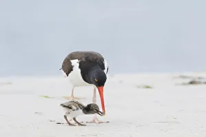 Oystercatcher Prints: American oystercatcher (Haematopus palliatus) adult feeding chick