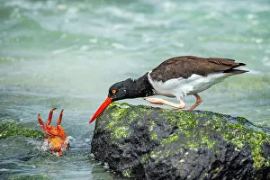 Grapsus Prints: American oystercatcher (Haematopus palliatus) chasing after Sally lightfoot crab (Grapsus grapsus) across shoreline
