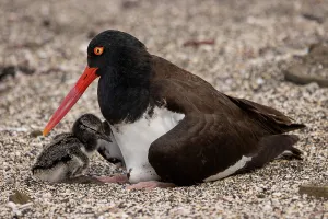 American oystercatcher (Haematopus palliatus) female with chick resting on beach, Santiago Island, Galapagos National Park, Galapagos Islands