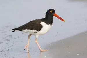 American oystercatcher (Haematopus palliatus) foraging at waters edge, Indian Shores