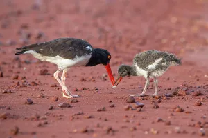 American oystercatcher (Haematopus palliatus) parent feeding Sand crab (Emerita analoga) to its chick. Galapagos Islands, Ecuador