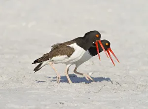 Oystercatcher Prints: American oystercatchers (Haematopus palliatus) courting pair performing Piping Display