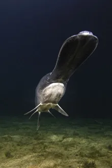 American paddlefish (Polyodon spathula), an introduced species native to the Mississippi River Basin, USA, swimming over lake bed, private lake, Moscow region, Russia