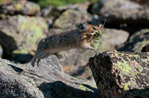 Rock Prints: American Pika (Ochotona princeps) leaping from one alpine rock to another as it heads