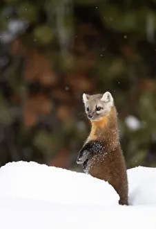 Christmas Prints: American pine marten (Martes americana) standing on hind legs in deep snow