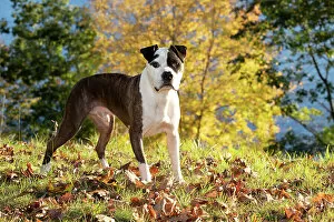 April 2023 Highlights Collection: American pit bull, male, standing on grass and autumn leaves, portrait, Haddam, Connecticut, USA