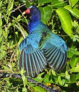 American Purple Gallinule Gallery: American Purple Gallinule (Porphyrio martinica) displaying brightly coloured wings
