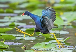 American purple gallinule (Porphyrio martinica) leaping between water lily pads. Everglades National Park, Florida, USA